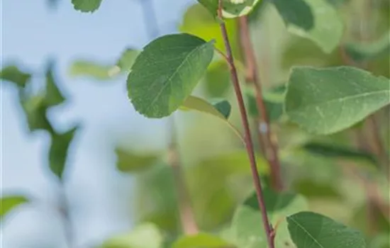 Felsenbirne 'Obelisk'® Felsenbirne 'Obelisk'®