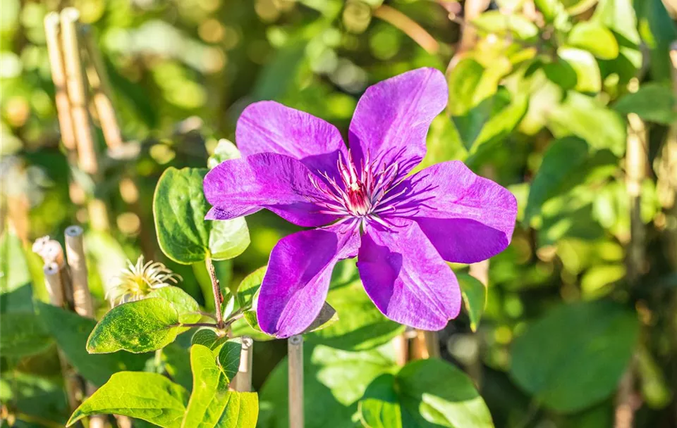 Clematis 'The President'®